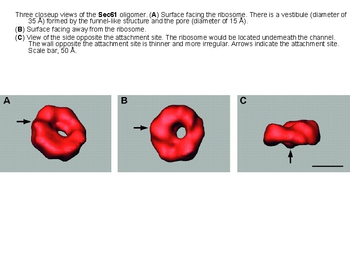 Three closeup views of the Sec 61 oligomer. (A) Surface facing the ribosome. There