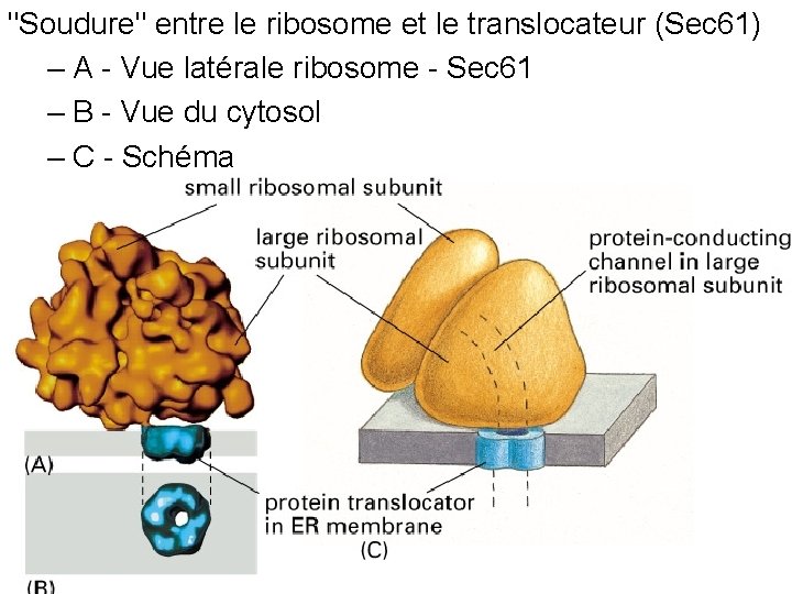 "Soudure" entre le ribosome et le translocateur (Sec 61) – A - Vue latérale