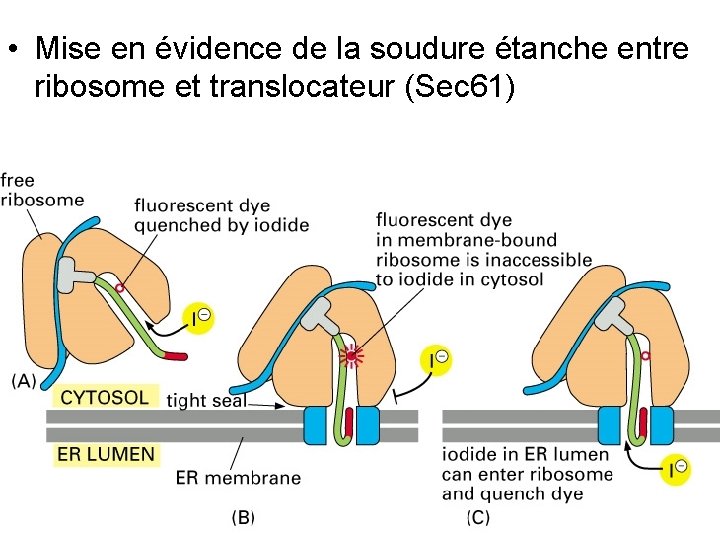  • Mise en évidence de la soudure étanche entre ribosome et translocateur (Sec