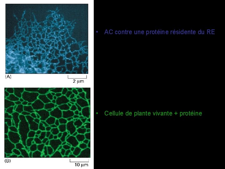  • AC contre une protéine résidente du RE Fig 12 -35 • Cellule