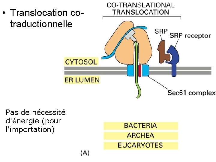  • Translocation cotraductionnelle Fig 12 -45(A) Pas de nécessité d'énergie (pour l'importation) 