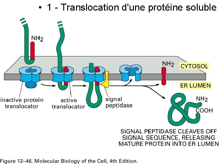  • 1 - Translocation d'une protéine soluble Fig 12 -46 