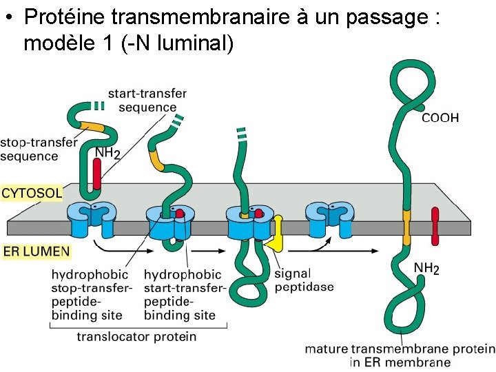  • Protéine transmembranaire à un passage : modèle 1 (-N luminal) Fig 12