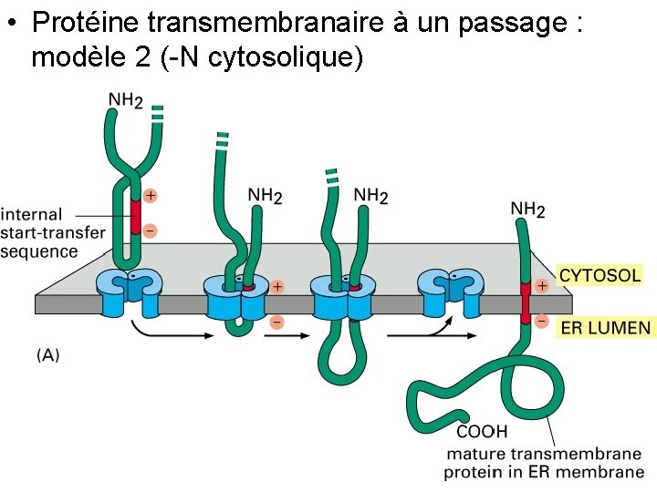  • Protéine transmembranaire à un passage : modèle 2 (-N cytosolique) Fig 12