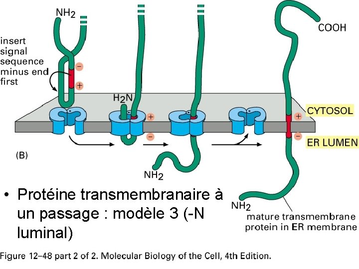 Fig 12 -48(B) • Protéine transmembranaire à un passage : modèle 3 (-N luminal)