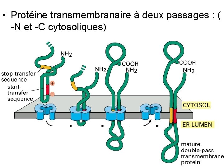  • Protéine transmembranaire à deux passages : ( -N et -C cytosoliques) Fig