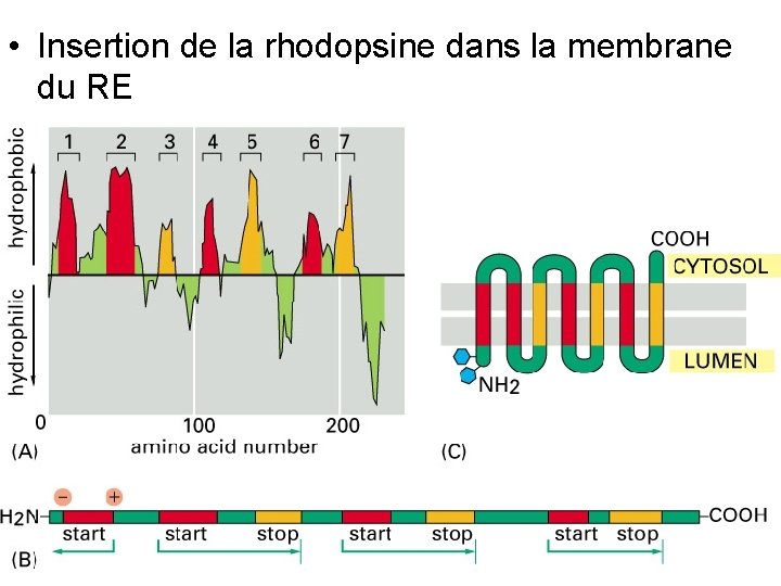  • Insertion de la rhodopsine dans la membrane du RE Fig 12 -50