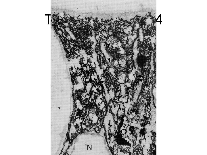 Thiéry, G 1983 Fig 4 