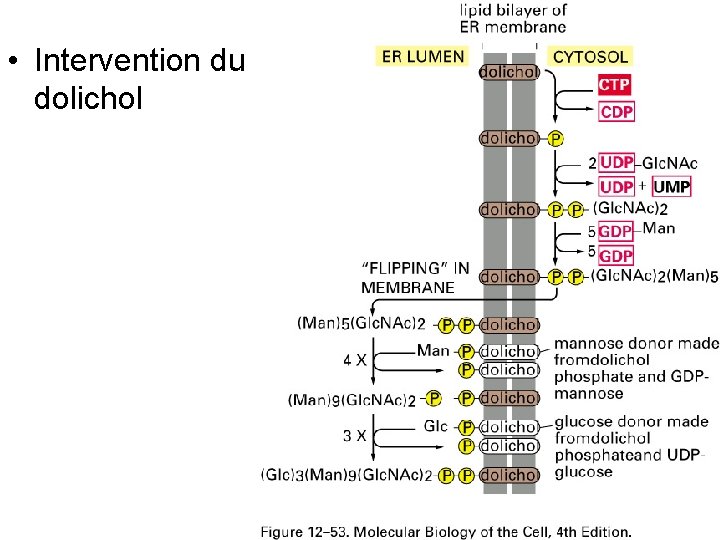  • Intervention du dolichol Fig 12 -53 