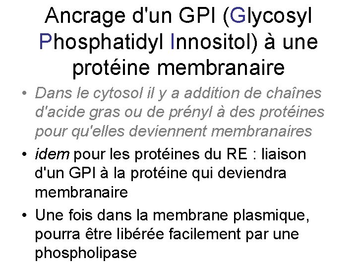 Ancrage d'un GPI (Glycosyl Phosphatidyl Innositol) à une protéine membranaire • Dans le cytosol