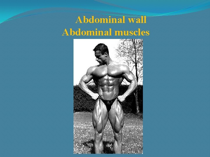 Abdominal wall Abdominal muscles 