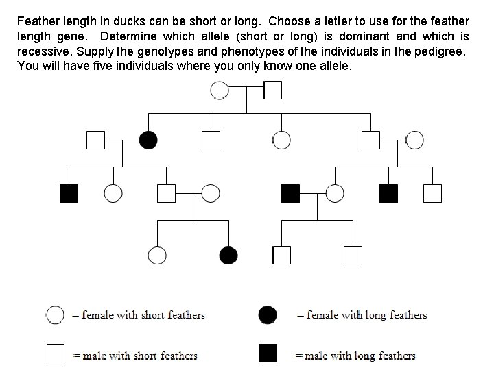 Feather length in ducks can be short or long. Choose a letter to use