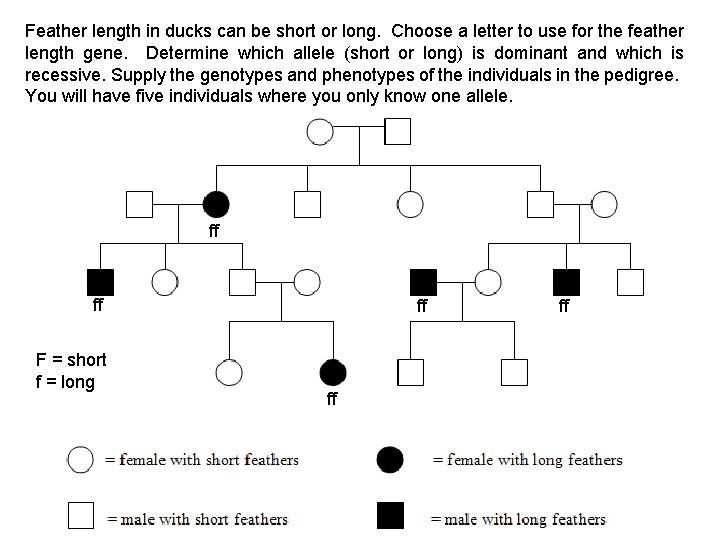 Feather length in ducks can be short or long. Choose a letter to use