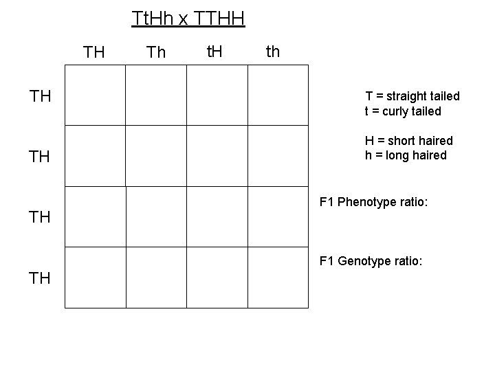 Tt. Hh x TTHH TH TH Th t. H th T = straight tailed