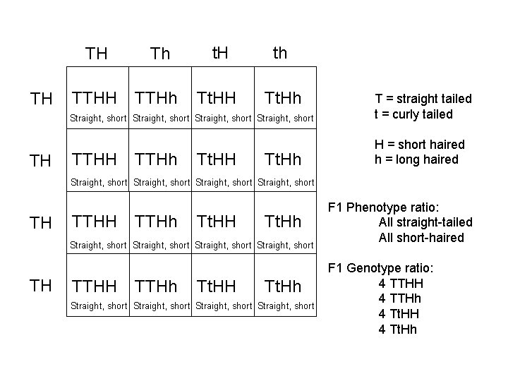 TH TH TH Th t. H th TTHH TTHh Tt. HH Tt. Hh Straight,