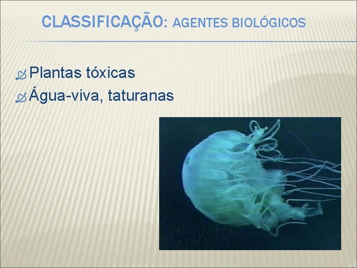 CLASSIFICAÇÃO: AGENTES BIOLÓGICOS Plantas tóxicas Água-viva, taturanas 