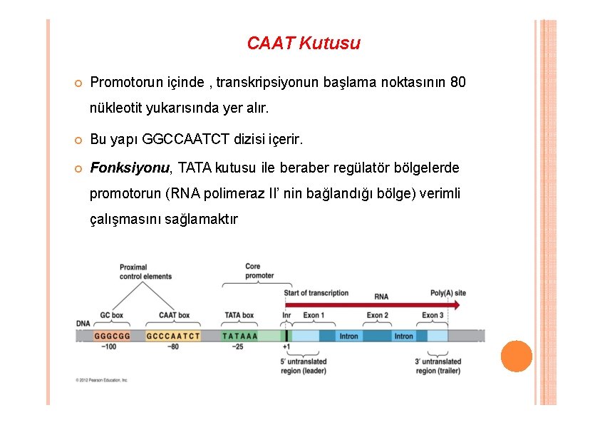 CAAT Kutusu Promotorun içinde , transkripsiyonun başlama noktasının 80 nükleotit yukarısında yer alır. Bu CAAT Kutusu Promotorun içinde , transkripsiyonun başlama noktasının 80 nükleotit yukarısında yer alır. Bu
