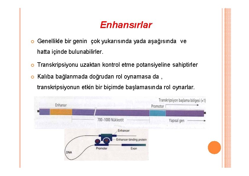 Enhansırlar Genellikle bir genin çok yukarısında yada aşağısında ve hatta içinde bulunabilirler. Transkripsiyonu uzaktan Enhansırlar Genellikle bir genin çok yukarısında yada aşağısında ve hatta içinde bulunabilirler. Transkripsiyonu uzaktan