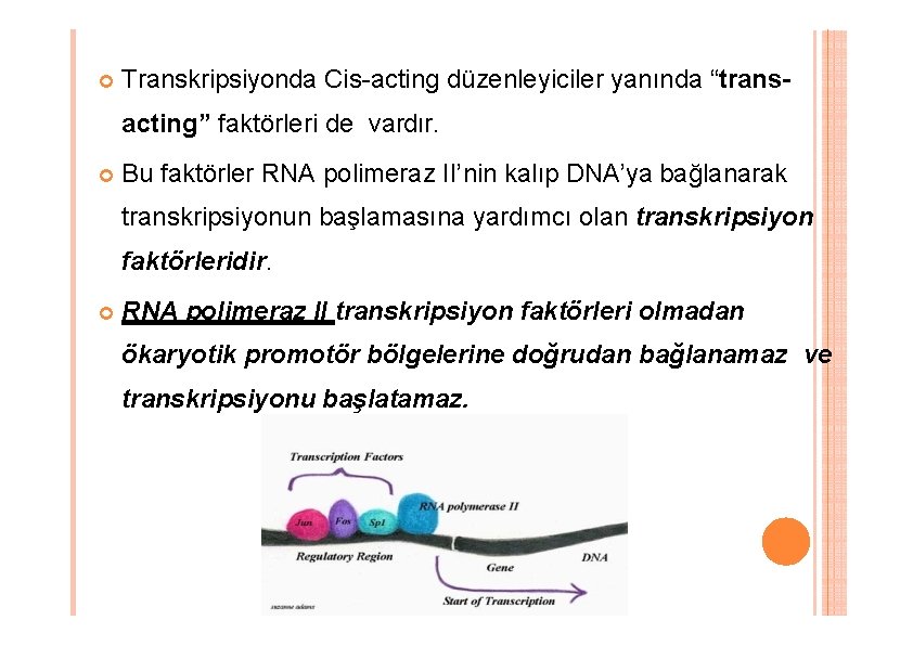 Transkripsiyonda Cis-acting düzenleyiciler yanında “transacting” faktörleri de vardır. Bu faktörler RNA polimeraz II’nin Transkripsiyonda Cis-acting düzenleyiciler yanında “transacting” faktörleri de vardır. Bu faktörler RNA polimeraz II’nin