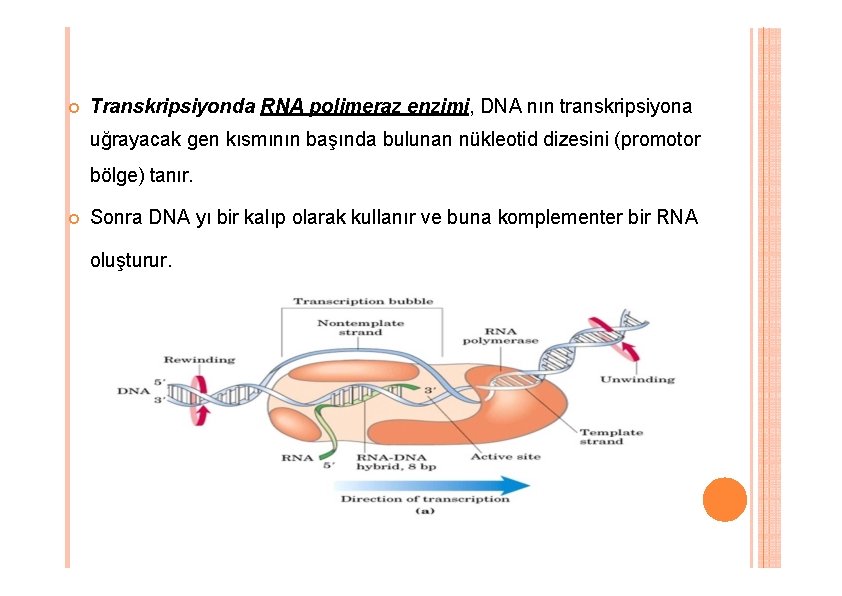 Transkripsiyonda RNA polimeraz enzimi, DNA nın transkripsiyona uğrayacak gen kısmının başında bulunan nükleotid Transkripsiyonda RNA polimeraz enzimi, DNA nın transkripsiyona uğrayacak gen kısmının başında bulunan nükleotid
