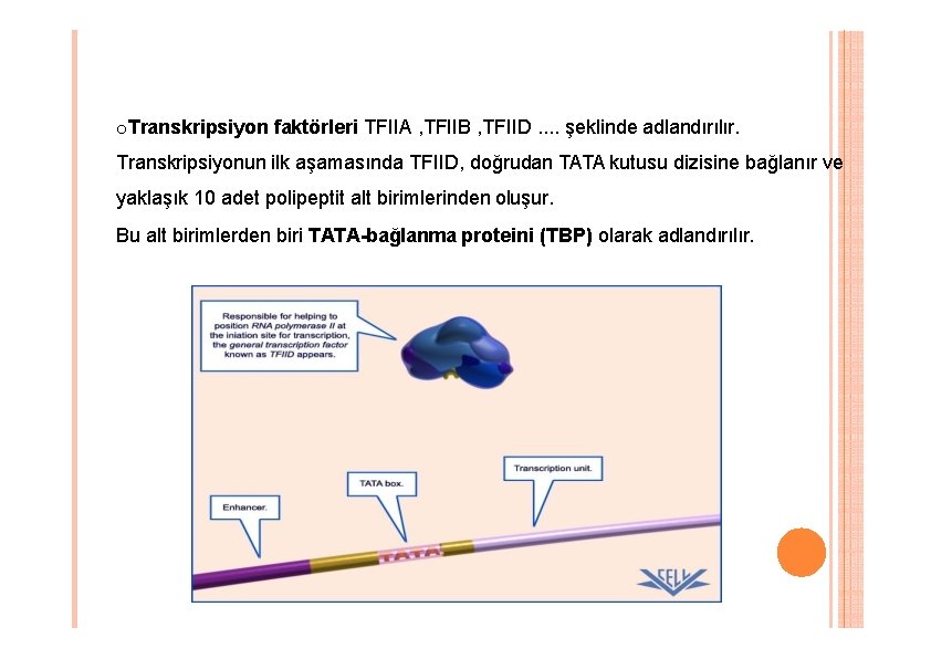 o. Transkripsiyon faktörleri TFIIA , TFIIB , TFIID. . şeklinde adlandırılır. Transkripsiyonun ilk aşamasında o. Transkripsiyon faktörleri TFIIA , TFIIB , TFIID. . şeklinde adlandırılır. Transkripsiyonun ilk aşamasında