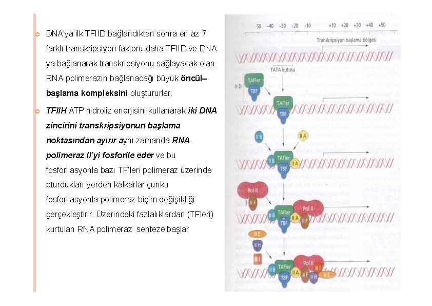 DNA’ya ilk TFIID bağlandıktan sonra en az 7 farklı transkripsiyon faktörü daha TFIID DNA’ya ilk TFIID bağlandıktan sonra en az 7 farklı transkripsiyon faktörü daha TFIID