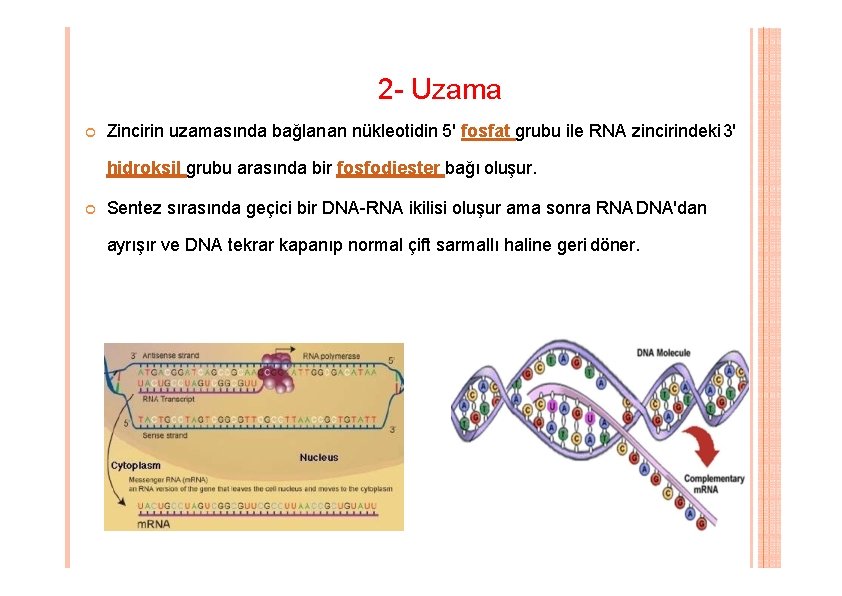 2 - Uzama Zincirin uzamasında bağlanan nükleotidin 5' fosfat grubu ile RNA zincirindeki 3' 2 - Uzama Zincirin uzamasında bağlanan nükleotidin 5' fosfat grubu ile RNA zincirindeki 3'