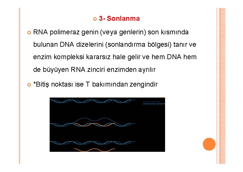 3 - Sonlanma RNA polimeraz genin (veya genlerin) son kısmında bulunan DNA dizelerini 3 - Sonlanma RNA polimeraz genin (veya genlerin) son kısmında bulunan DNA dizelerini