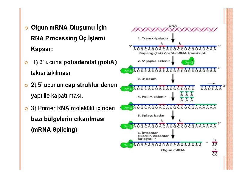 Olgun m. RNA Oluşumu İçin RNA Processing Üç İşlemi Kapsar: 1) 3’ ucuna Olgun m. RNA Oluşumu İçin RNA Processing Üç İşlemi Kapsar: 1) 3’ ucuna