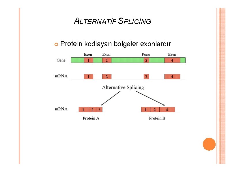 ALTERNATİF SPLİCİNG Protein kodlayan bölgeler exonlardır ALTERNATİF SPLİCİNG Protein kodlayan bölgeler exonlardır