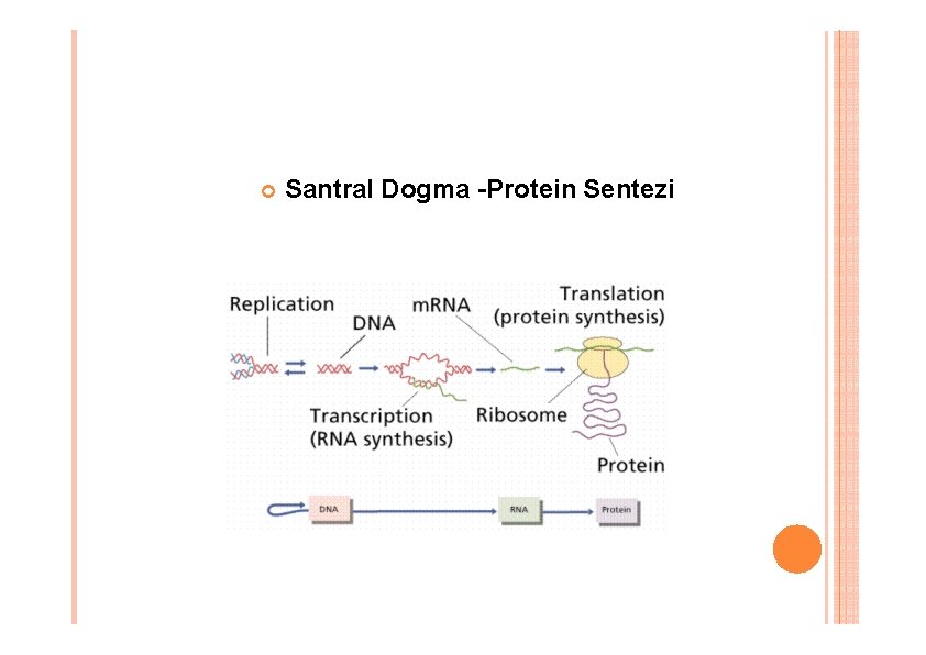 Santral Dogma -Protein Sentezi Santral Dogma -Protein Sentezi