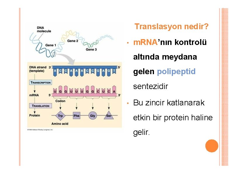 Translasyon nedir? • m. RNA’nın kontrolü altında meydana gelen polipeptid sentezidir • Bu zincir Translasyon nedir? • m. RNA’nın kontrolü altında meydana gelen polipeptid sentezidir • Bu zincir