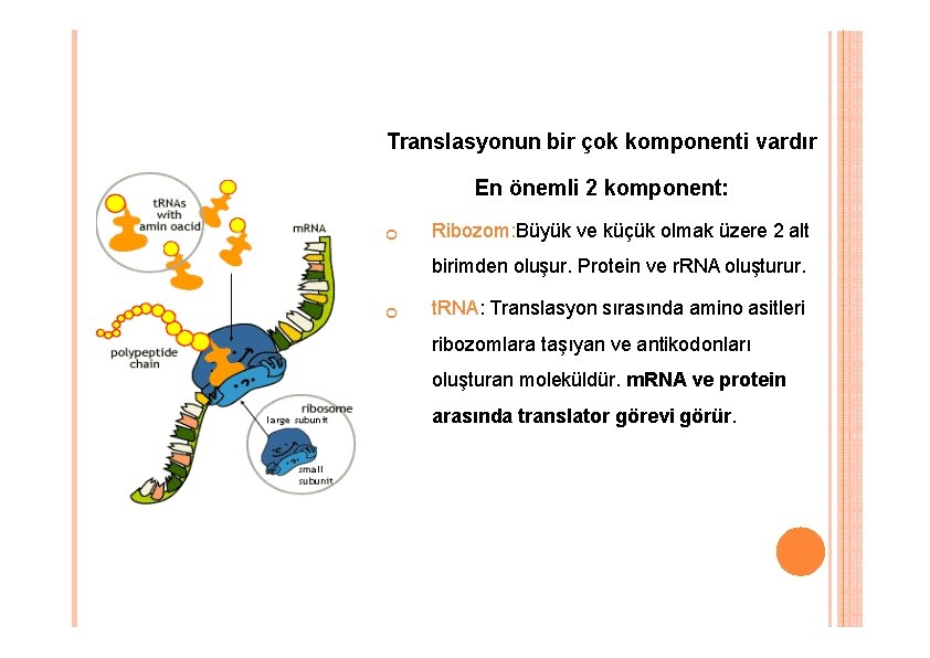 Translasyonun bir çok komponenti vardır En önemli 2 komponent: Ribozom: Büyük ve küçük olmak Translasyonun bir çok komponenti vardır En önemli 2 komponent: Ribozom: Büyük ve küçük olmak