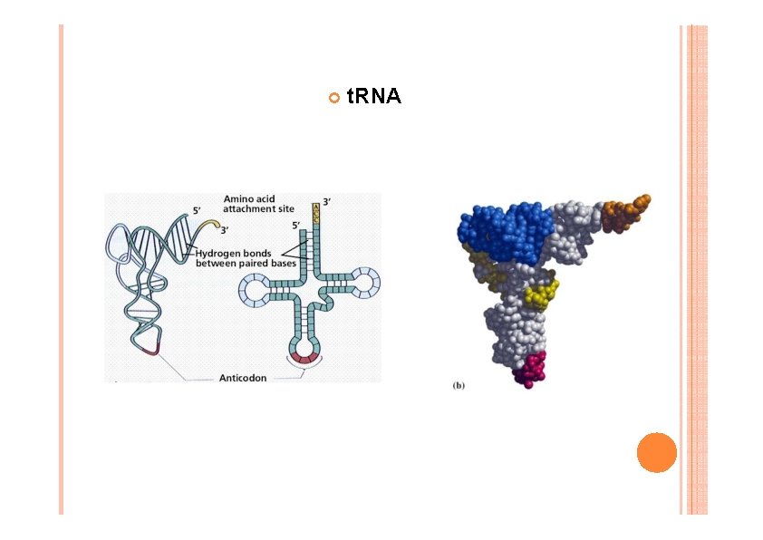 t. RNA t. RNA