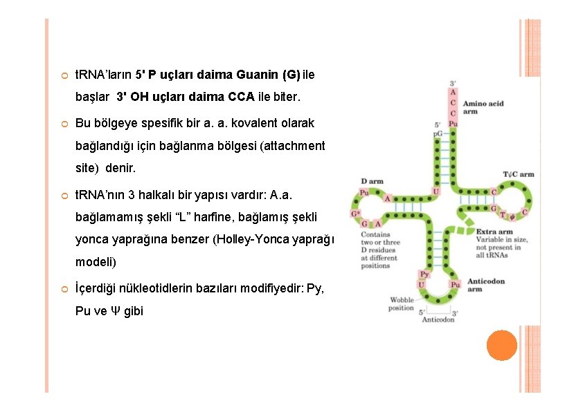t. RNA’ların 5' P uçları daima Guanin (G) ile başlar 3' OH uçları t. RNA’ların 5' P uçları daima Guanin (G) ile başlar 3' OH uçları