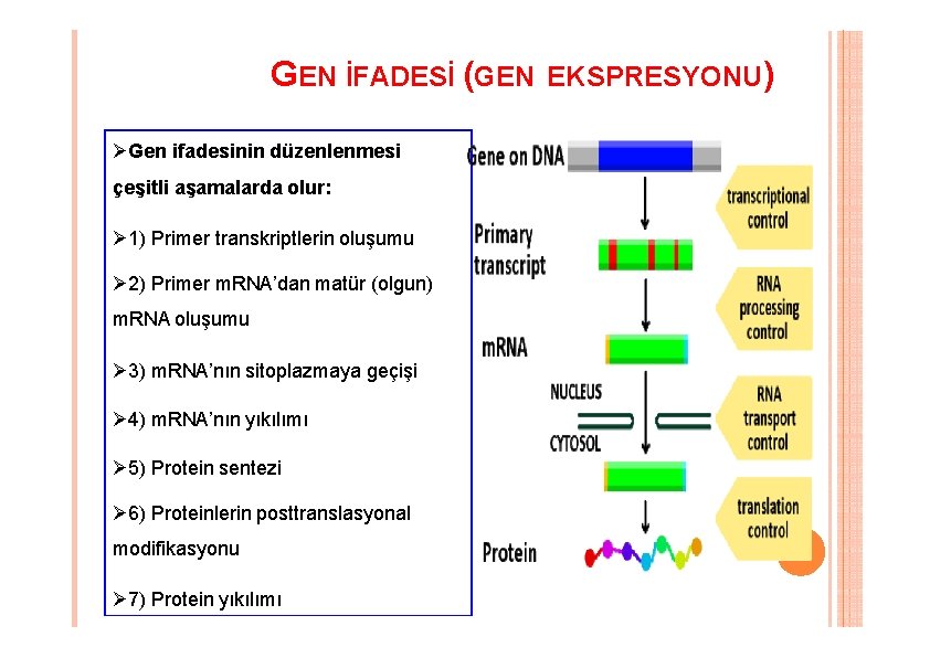 GEN İFADESİ (GEN Gen ifadesinin düzenlenmesi çeşitli aşamalarda olur: 1) Primer transkriptlerin oluşumu 2) GEN İFADESİ (GEN Gen ifadesinin düzenlenmesi çeşitli aşamalarda olur: 1) Primer transkriptlerin oluşumu 2)