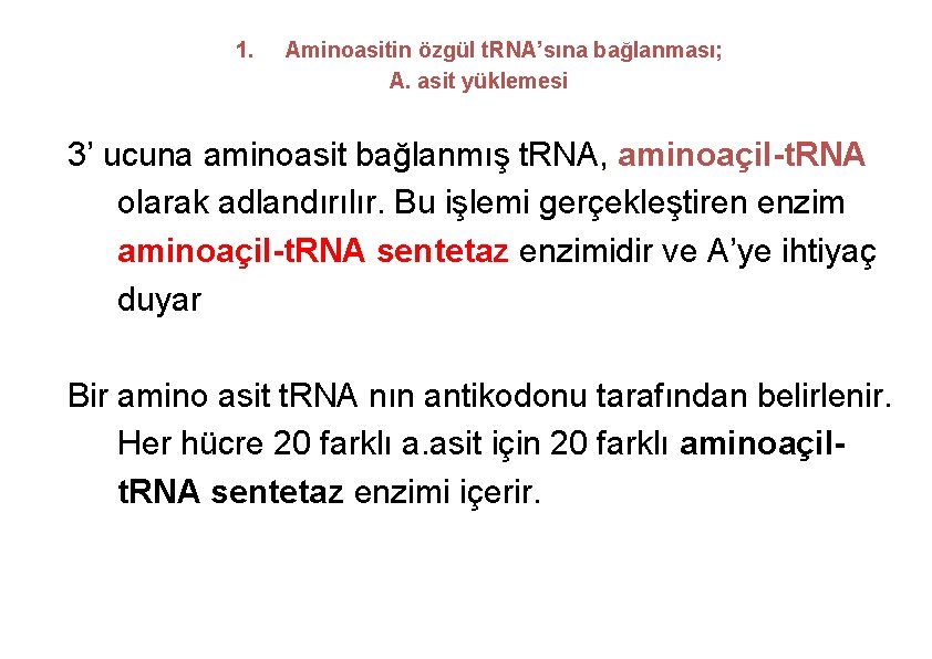 1. Aminoasitin özgül t. RNA’sına bağlanması; A. asit yüklemesi 3’ ucuna aminoasit bağlanmış t. 1. Aminoasitin özgül t. RNA’sına bağlanması; A. asit yüklemesi 3’ ucuna aminoasit bağlanmış t.