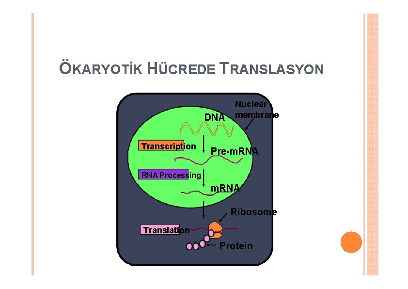 ÖKARYOTİK HÜCREDE TRANSLASYON DNA Transcription Nuclear membrane Pre-m. RNA Processing m. RNA Ribosome Translation ÖKARYOTİK HÜCREDE TRANSLASYON DNA Transcription Nuclear membrane Pre-m. RNA Processing m. RNA Ribosome Translation