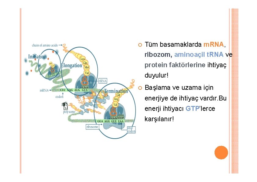 Tüm basamaklarda m. RNA, ribozom, aminoaçil t. RNA ve protein faktörlerine ihtiyaç duyulur! Tüm basamaklarda m. RNA, ribozom, aminoaçil t. RNA ve protein faktörlerine ihtiyaç duyulur!
