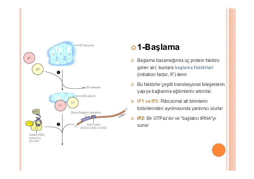 1 -Başlama basamağında üç protein faktörü görev alır; bunlara başlama faktörleri (initiation factor, 1 -Başlama basamağında üç protein faktörü görev alır; bunlara başlama faktörleri (initiation factor,