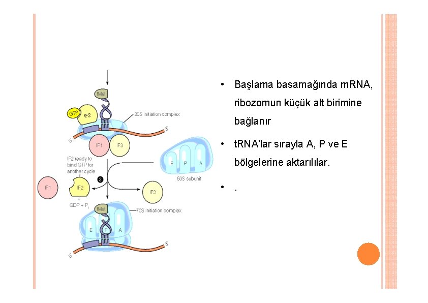 • Başlama basamağında m. RNA, ribozomun küçük alt birimine bağlanır • t. RNA’lar • Başlama basamağında m. RNA, ribozomun küçük alt birimine bağlanır • t. RNA’lar