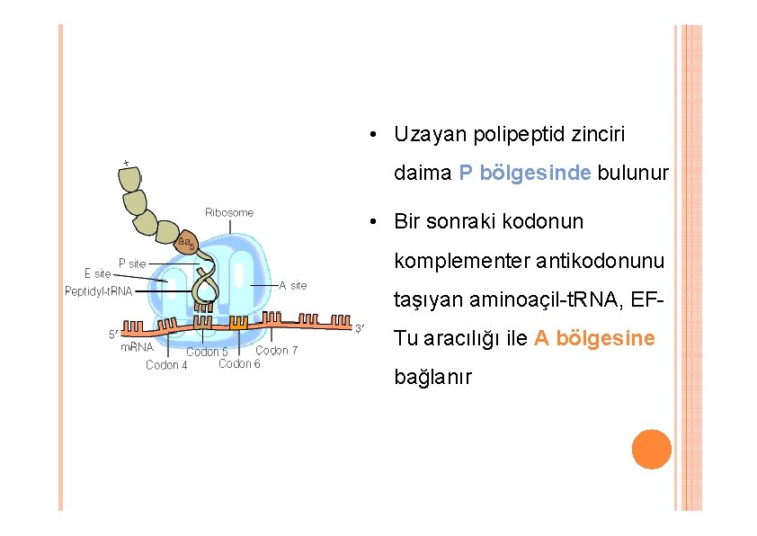 • Uzayan polipeptid zinciri daima P bölgesinde bulunur • Bir sonraki kodonun komplementer • Uzayan polipeptid zinciri daima P bölgesinde bulunur • Bir sonraki kodonun komplementer