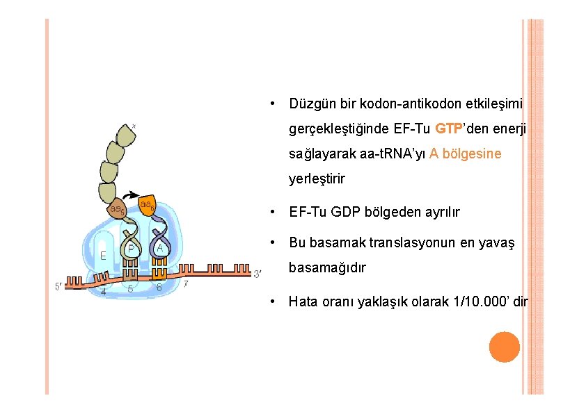 • Düzgün bir kodon-antikodon etkileşimi gerçekleştiğinde EF-Tu GTP’den enerji sağlayarak aa-t. RNA’yı A • Düzgün bir kodon-antikodon etkileşimi gerçekleştiğinde EF-Tu GTP’den enerji sağlayarak aa-t. RNA’yı A
