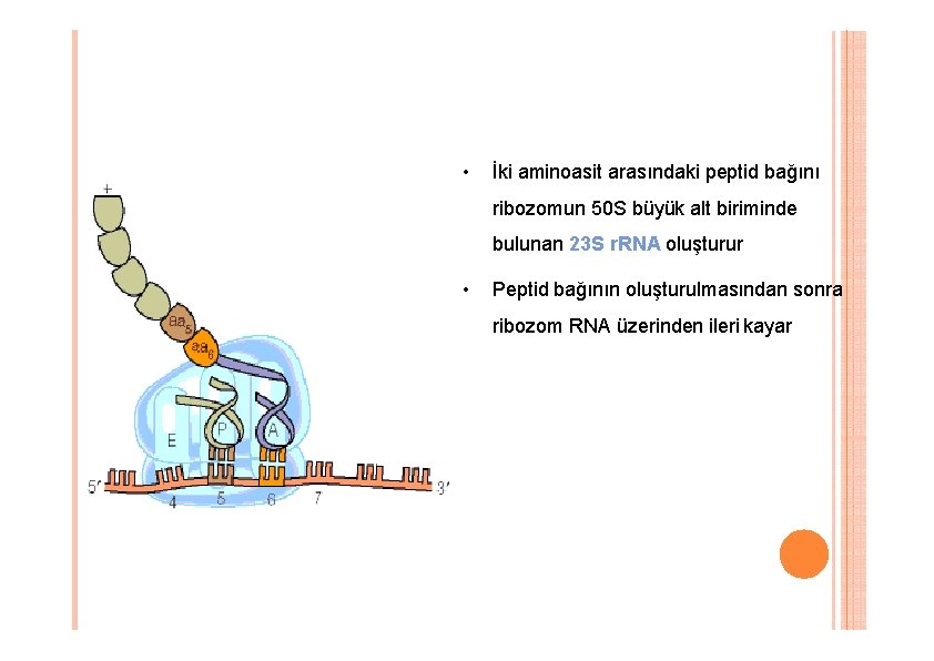 • İki aminoasit arasındaki peptid bağını ribozomun 50 S büyük alt biriminde bulunan • İki aminoasit arasındaki peptid bağını ribozomun 50 S büyük alt biriminde bulunan
