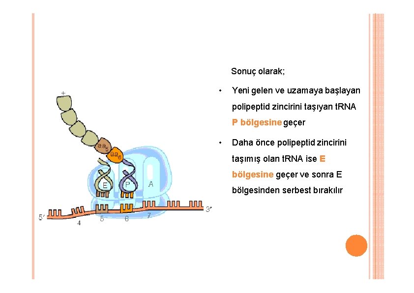 Sonuç olarak; • Yeni gelen ve uzamaya başlayan polipeptid zincirini taşıyan t. RNA P Sonuç olarak; • Yeni gelen ve uzamaya başlayan polipeptid zincirini taşıyan t. RNA P