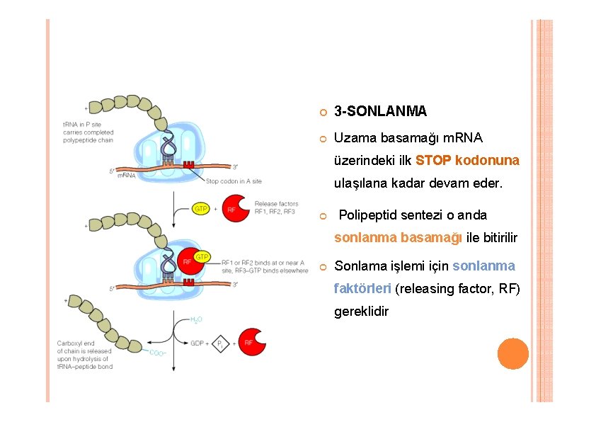 3 -SONLANMA Uzama basamağı m. RNA üzerindeki ilk STOP kodonuna ulaşılana kadar devam 3 -SONLANMA Uzama basamağı m. RNA üzerindeki ilk STOP kodonuna ulaşılana kadar devam