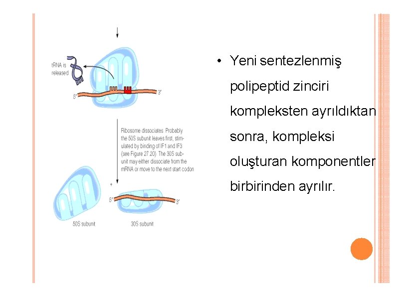 • Yeni sentezlenmiş polipeptid zinciri kompleksten ayrıldıktan sonra, kompleksi oluşturan komponentler birbirinden ayrılır. • Yeni sentezlenmiş polipeptid zinciri kompleksten ayrıldıktan sonra, kompleksi oluşturan komponentler birbirinden ayrılır.