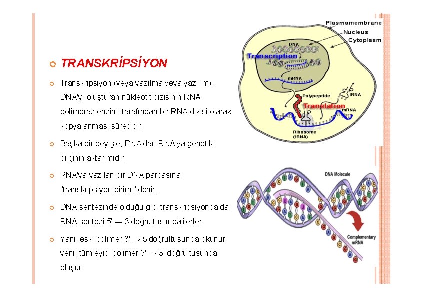 TRANSKRİPSİYON Transkripsiyon (veya yazılma veya yazılım), DNA'yı oluşturan nükleotit dizisinin RNA polimeraz enzimi TRANSKRİPSİYON Transkripsiyon (veya yazılma veya yazılım), DNA'yı oluşturan nükleotit dizisinin RNA polimeraz enzimi