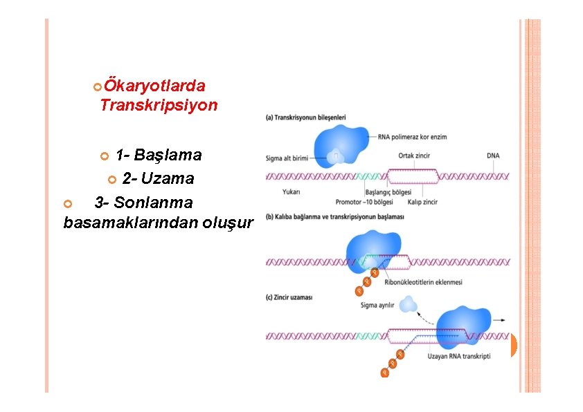 Ökaryotlarda Transkripsiyon 1 - Başlama 2 - Uzama 3 - Sonlanma basamaklarından oluşur Ökaryotlarda Transkripsiyon 1 - Başlama 2 - Uzama 3 - Sonlanma basamaklarından oluşur