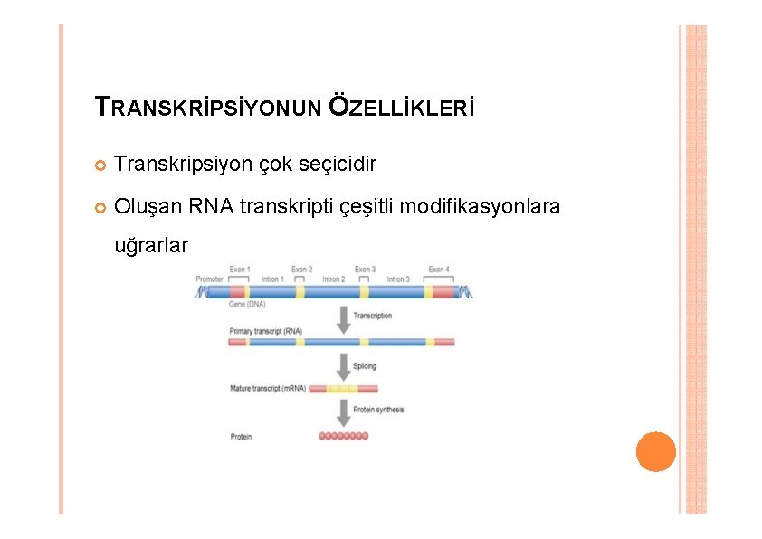 TRANSKRİPSİYONUN ÖZELLİKLERİ Transkripsiyon çok seçicidir Oluşan RNA transkripti çeşitli modifikasyonlara uğrarlar TRANSKRİPSİYONUN ÖZELLİKLERİ Transkripsiyon çok seçicidir Oluşan RNA transkripti çeşitli modifikasyonlara uğrarlar